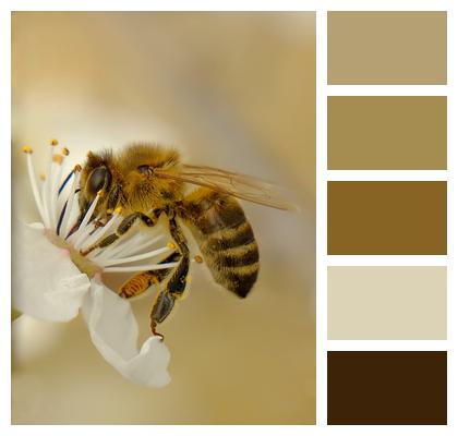 Flowers Phone Wallpaper Honey Bee Image